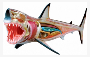 Great White Shark Anatomy Model - Tedco 4d Vision Great White Shark #1731785