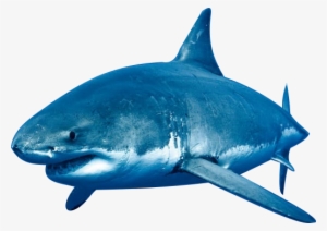 Shark - Portable Network Graphics #1731840