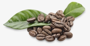 Arabica Coffee Beans Png #1732464