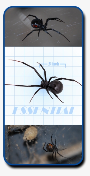 Unfortunately For Homeowners, Black Widows Are One - Brown Widow #1735110