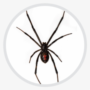 Eliminating Black Widows At Your Area - Black Widow Spider No Background #1735319