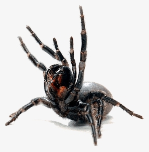 Spiders Commonly Found In The Canberra Act Area - Black Widow #1735457