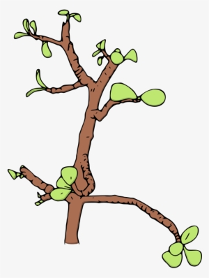Jade Money Tree Vector Illustration - Clip Art #1735548