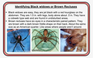 Identification Of Brown Recluse And Black Widow Spiders - Widow Spiders #1735634