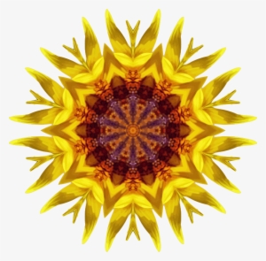 Medium Image - Common Sunflower #1735662