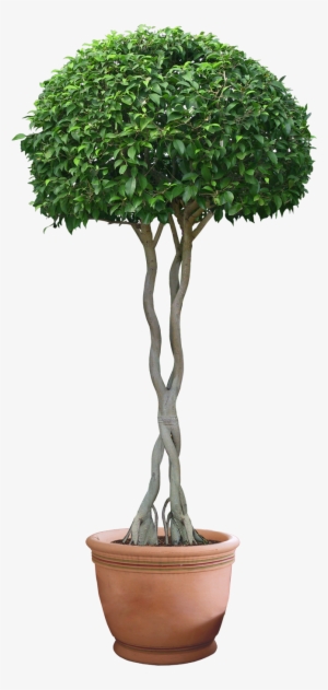 Plant Png Hd Transparent Plant Hd - Plant Png #1735689 Plant Png Hd Transparent Plant Hd - Plant Png #1735689