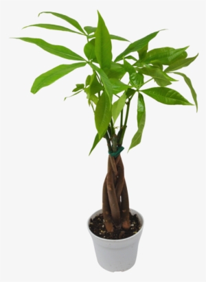 Money Tree 'guiana Chestnut' - Guiana Chestnut #1735816