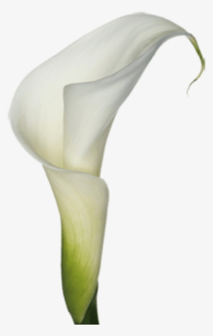 Calla Lilies Clip Art - White Calla Lily Png #1737594