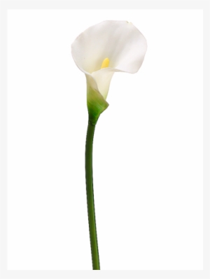 21" Pvc Calla Lily Stem White - Arum #1737641