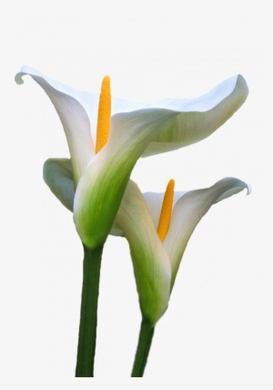 Calla Lily, Macro Photography, Decoupage, Flowers, - Cala Flor Png #1737760