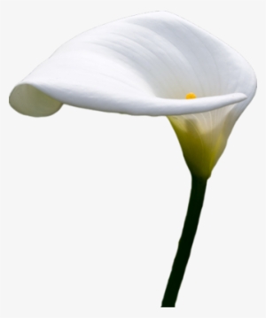 Calla Lilly Psd - Calla Lily Transparent Background #1738034