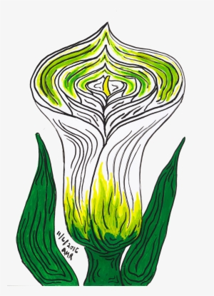 Calla Lily #1738352