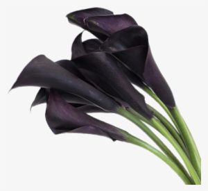 Deep Purple Calla Lilies - Black Calla Lily Flower #1738564