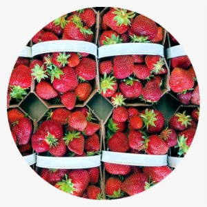 Png Free Stock Fresh Fruits Vergers Pierre Temblay - Portable Network Graphics #1738584