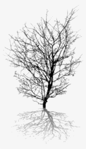 Image Of The Shadow Of The Tree Choice B - Vector Graphics #1739184