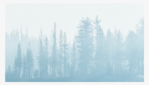 Score 50% - Spruce-fir Forest #1739237