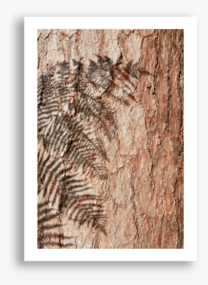 Fern Shadow #1739462