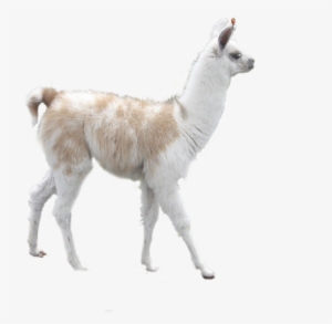 Banner Royalty Free Stock Png For Free Download On - Llama Alpaca Y Vicuna #1741190