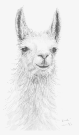 Bleed Area May Not Be Visible - Realistic Alpaca Drawing #1741488