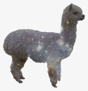 Llamas Sweg Studio - Deeper Than You Think #1741513