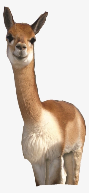 Follow Me On Facebook - Vicuña Png #1741736