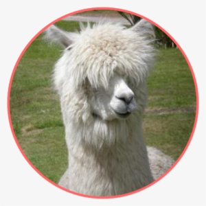 Although Not Quite As Soft As Alpaca Wool, Llama Wool - Furry Llama #1742185