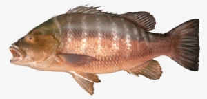 Current All Tackle Record - African Red Snapper #1744906