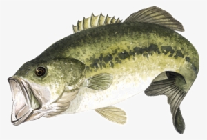 Black-bass - Fishing #1744928