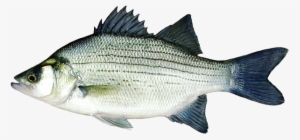 White Bass #1744997