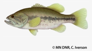 Largemouth Bass - Minnesota Largemouth Bass #1745030
