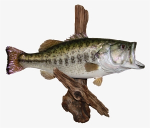 Largemouth Bass Mount - Black Crappie #1745059