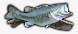 24 1/2" Largemouth Bass Fish Mount Replica - Taxidermy #1745389