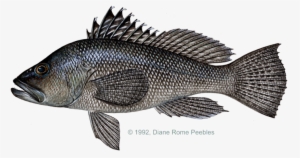 Bass, Black Sea - Sea Bass #1745718