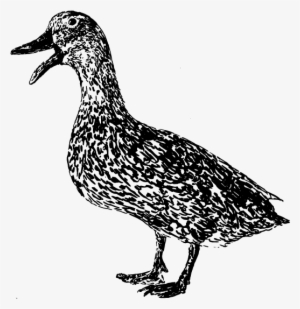 Select Options - Duck #1746501