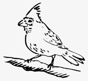 Mb Image/png - Clip Art Picture Of Bird Perched #1747455