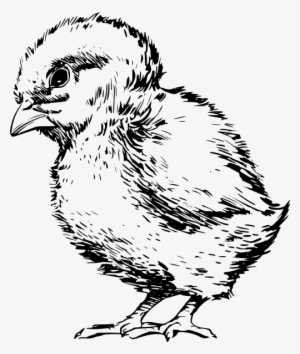 Baby Chick Drawing Svg Clip Arts 504 X 595 Px #1747477
