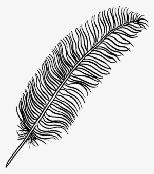 Portfolio Drawing Feather - Calligraphy #1747479