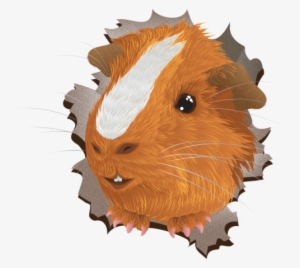 Surprise Pig - Guinea Pig #1747951