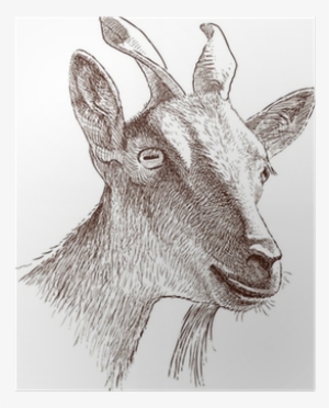 Poster Mountain Goat Head • Pixers® - Mountain Goat #1750886