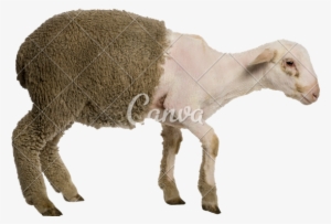 Shavedgoat3 - Merino Sheep Shaved #1751172