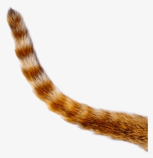 Get In Touch - Cat Tail Png #1751194