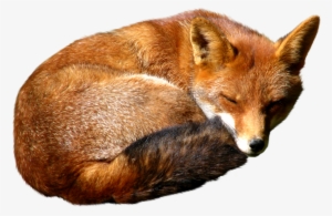 Red Fox Png Download Image - Red Fox Png #1751255