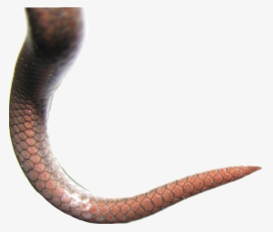 Png Free Download Tail Snaketail Sea Scales Fish Reptilefreetoedit - Snake Tail Png #1751467