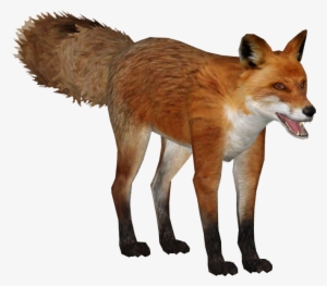 Japanese Fox - Zoo Tycoon 2 Fox #1751554