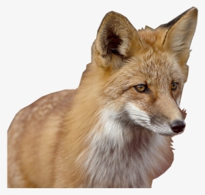100% Free Transparent Fox Png Image Available To Download #1751880