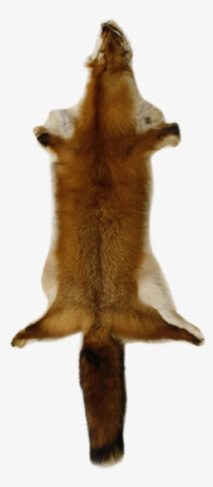 3365h Canadian Red Fox - Rodent #1752090