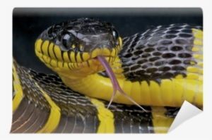 Mangrove Snake / Boiga Dendrophila Wall Mural • Pixers® - Serpent Noir Et Jaune Thailande #1752395