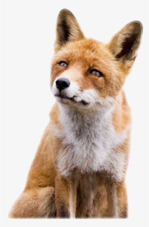 1080 Accreditation - Swift Fox #1752396