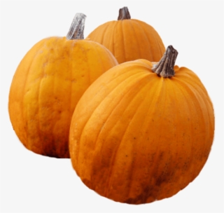 Thanksgiving Pumpkins - Thanksgiving Pumpkin Png #1760499