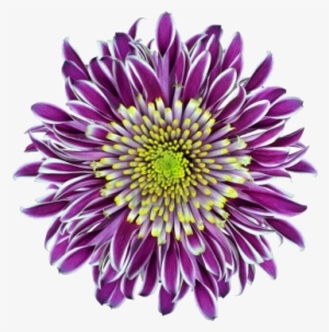 Chrysanthemum Flower Purple With Lime Green White Center #1760757